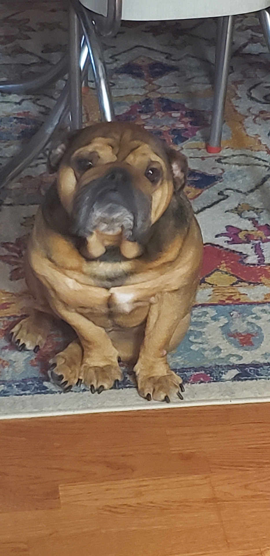 Pazuzu is registered to the contest to win money with this photo: dog, indoor, carpet, wood_floor, chair_leg, brown_dog, pet, animal, sitting, looking_up, cute, wrinkled_face, paws, floor, furniture, domestic, companionship, mammal, home, relaxed