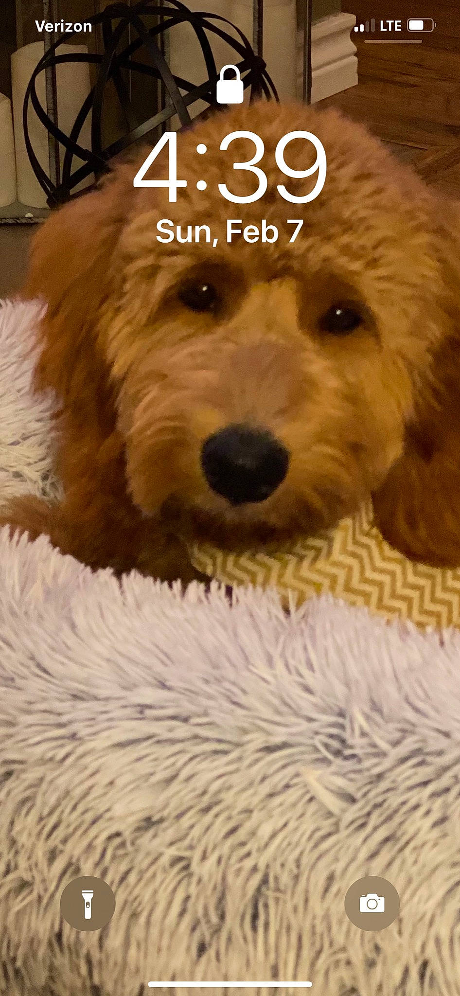 Fritz joined the competition — help win amazing prizes! carnivore, companion_dog, dog, dog_breed, dog_collar, dog_supply, fur, labradoodle, liver, photo_caption, puppy_love, small_terrier, snout, sporting_group, terrier, toy, toy_dog, water_dog, working_animal, yorkipoo