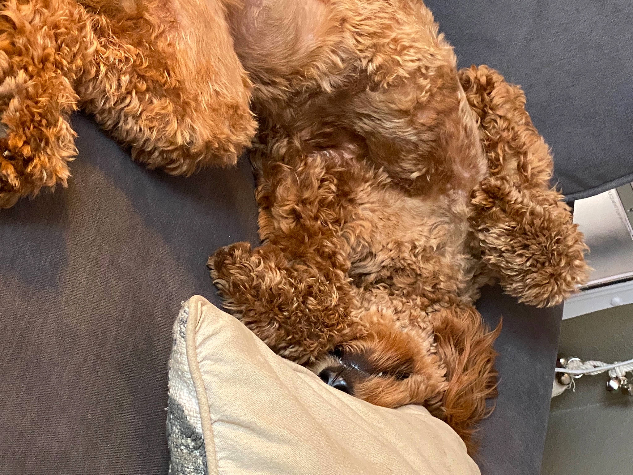 Fritz joined the competition — help win amazing prizes! canidae, carnivore, companion_dog, dog, dog_breed, dog_supply, fawn, fiber, fur, liver, natural_material, pet_supply, poodle, snout, sporting_group, terrier, toy, toy_dog, water_dog, working_animal