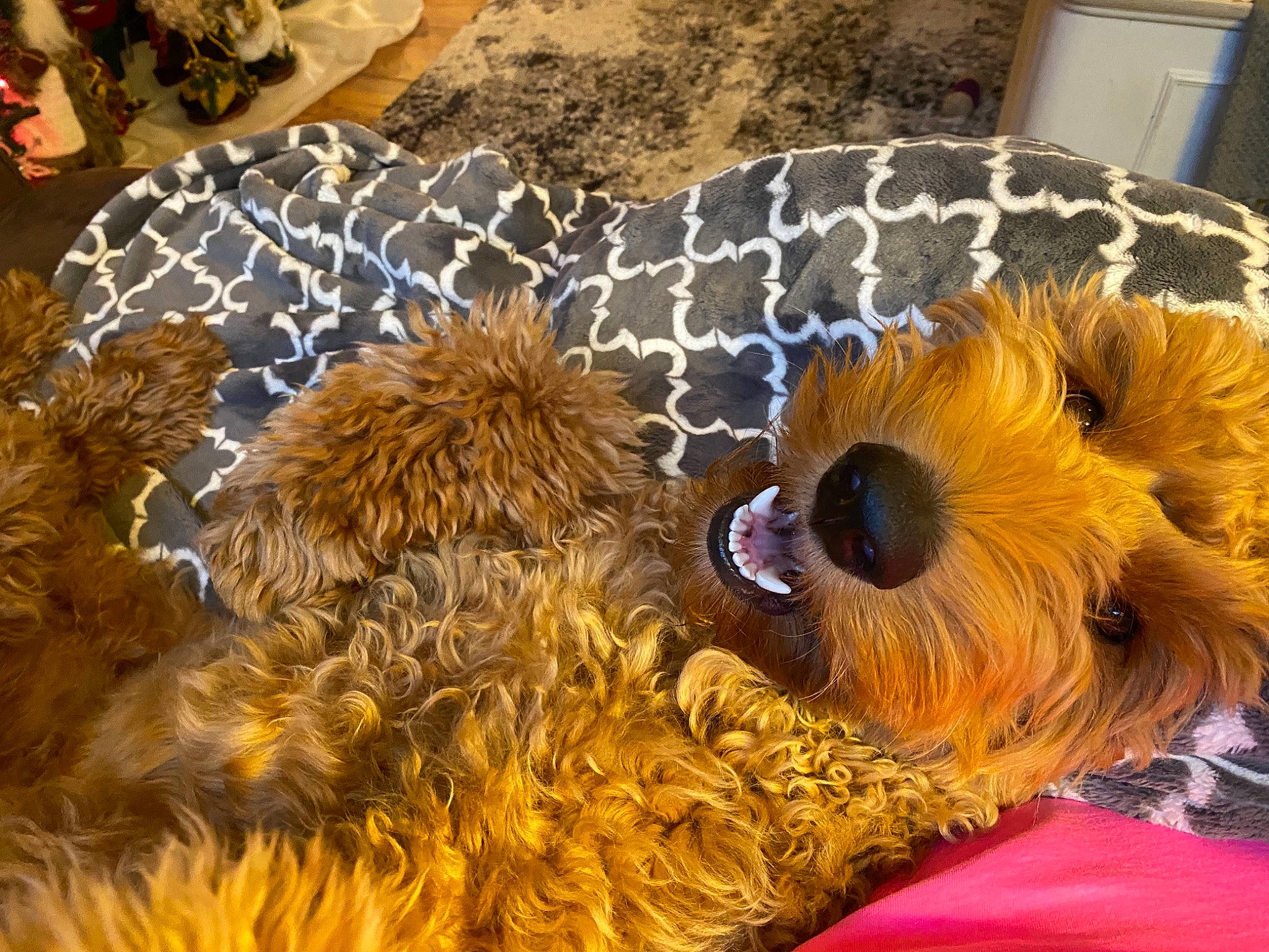 Fritz is registered to the contest to win money with this photo: art, big_cats, companion_dog, dog_breed, event, fawn, feather, felidae, fur, linens, natural_material, pattern, plant, studio_couch, terrestrial_animal, textile, toy, wildlife, wool, yellow