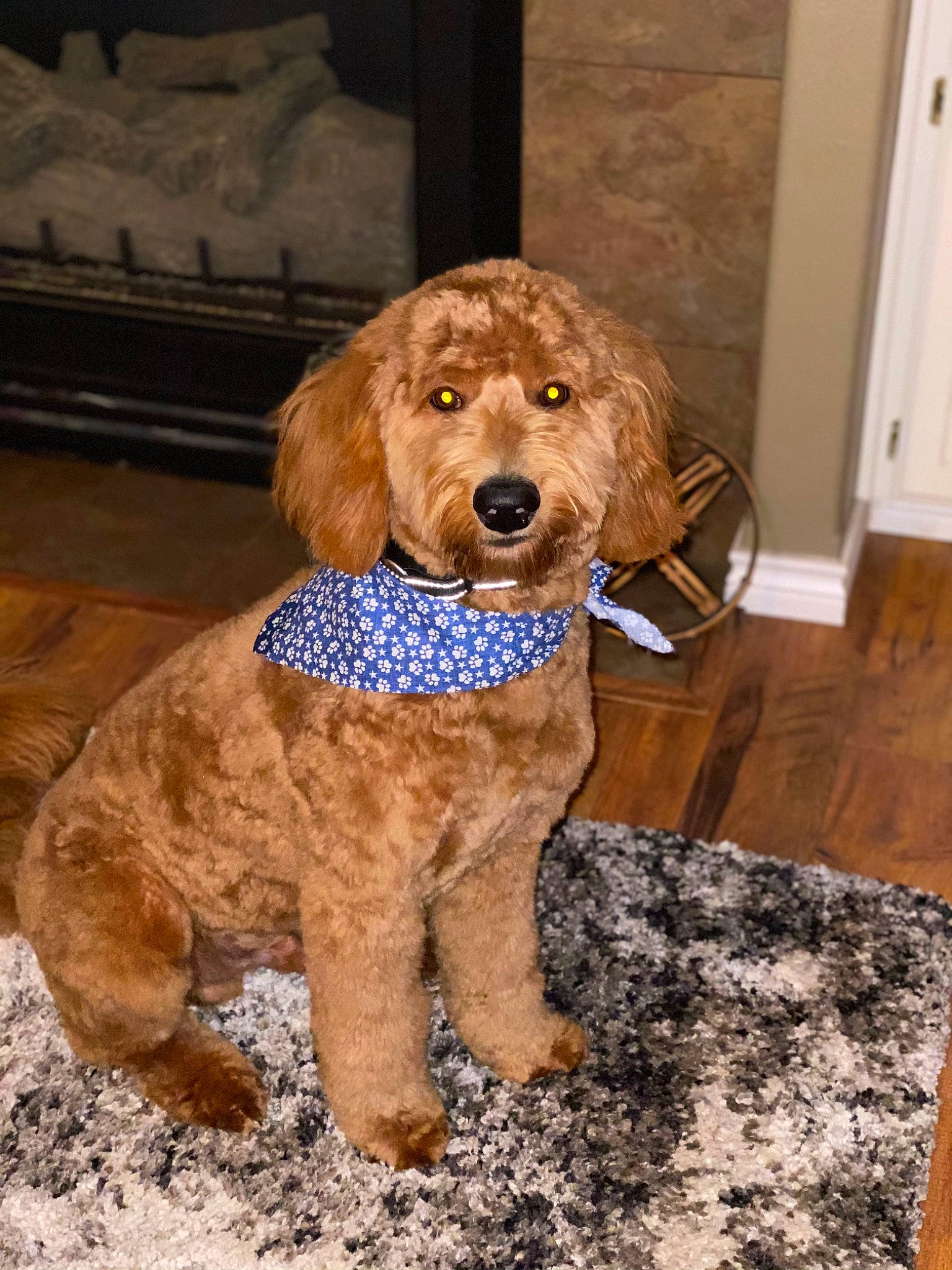 Fritz is registered to the contest to win money with this photo: canidae, carnivore, companion_dog, dog, dog_breed, dog_collar, dog_supply, door, fawn, fur, liver, pattern, pet_supply, poodle, snout, spaniel, sporting_group, water_dog, wood, working_animal