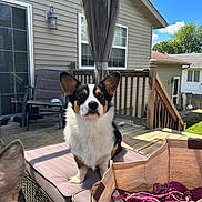 Alfred joined the competition — help win amazing prizes! dog, corgi, pet, outdoor, deck, chair, cushion, bag, yarn, book, sunny, daylight, house, railing, window, stairs, sky, cloud, tree, ear