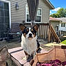 dog, corgi, pet, outdoor, deck, chair, cushion, bag, yarn, book, sunny, daylight, house, railing, window, stairs, sky, cloud, tree, ear