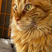 Wilo participe au concours pour gagner de l'argent avec cette photo : cat, orange_tabby, close_up, whiskers, fluffy_fur, indoor, yellow_eyes, pet, feline, portrait, animal, domestic_cat, face, fur_texture, window, soft_light, focus, curious, mammal, whisker_detail