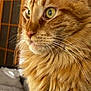 cat, orange_tabby, close_up, whiskers, fluffy_fur, indoor, yellow_eyes, pet, feline, portrait, animal, domestic_cat, face, fur_texture, window, soft_light, focus, curious, mammal, whisker_detail