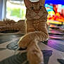 Wilo a rejoint le concours — aidez-le/la à gagner de superbes lots ! cat, orange_tabby, indoor, relaxed, paws, wide_eyes, table_surface, blurred_background, window_light, furniture, domestic_cat, pet, animal, mammal, close_up, focus_on_face, cozy, home, curious, whiskers