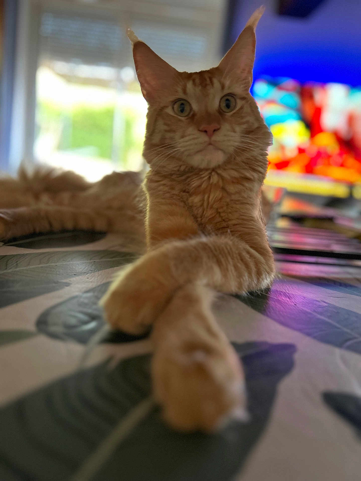 Wilo a rejoint le concours — aidez-le/la à gagner de superbes lots ! cat, orange_tabby, indoor, relaxed, paws, wide_eyes, table_surface, blurred_background, window_light, furniture, domestic_cat, pet, animal, mammal, close_up, focus_on_face, cozy, home, curious, whiskers