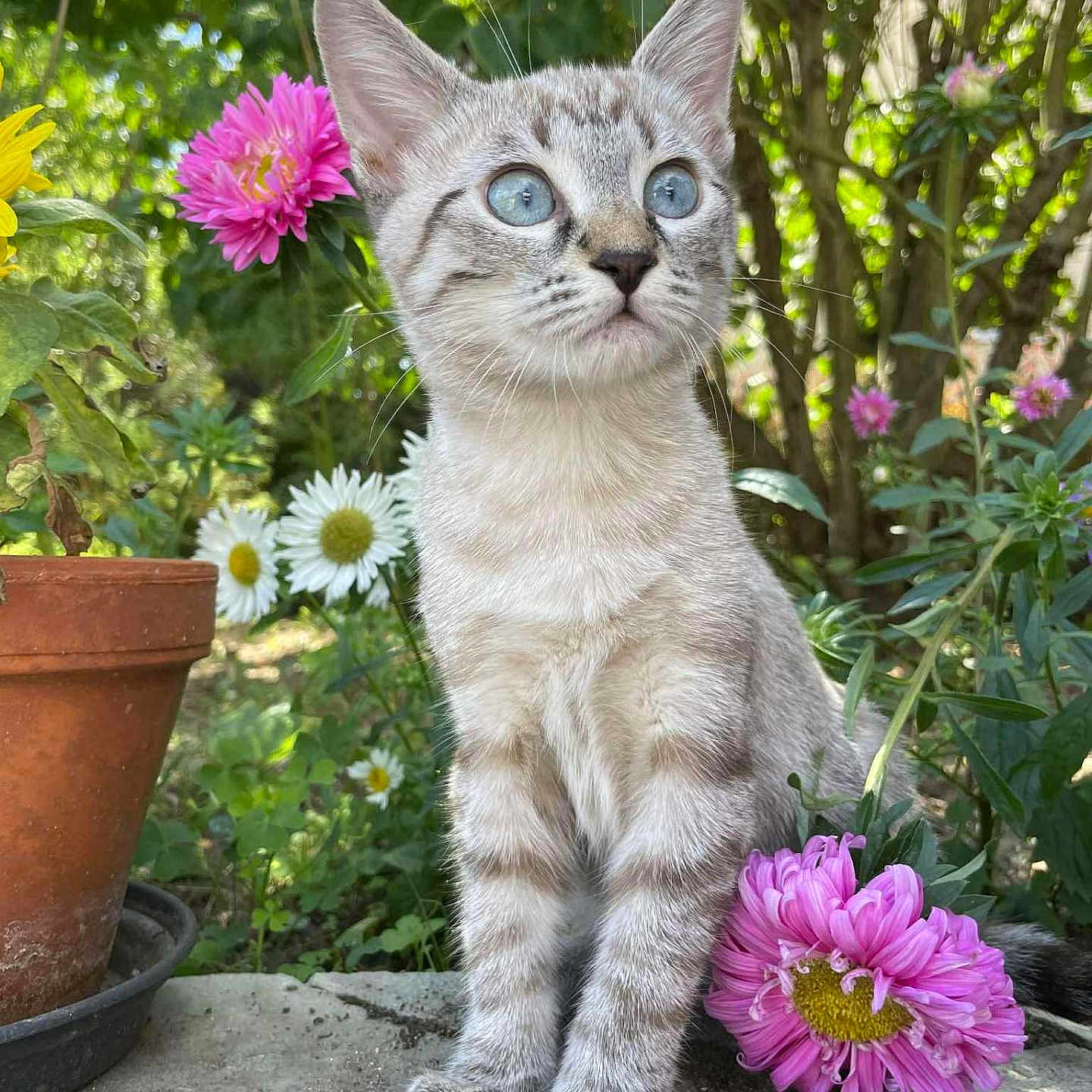 Skye participe au concours pour gagner de l'argent avec cette photo : animal, blue_eyes, cat, cute, feline, flower, garden, greenery, kitten, nature, outdoor, pets, pink_flower, plants, pot, stone_path, sunlight, terracotta_pot, white_flower, young