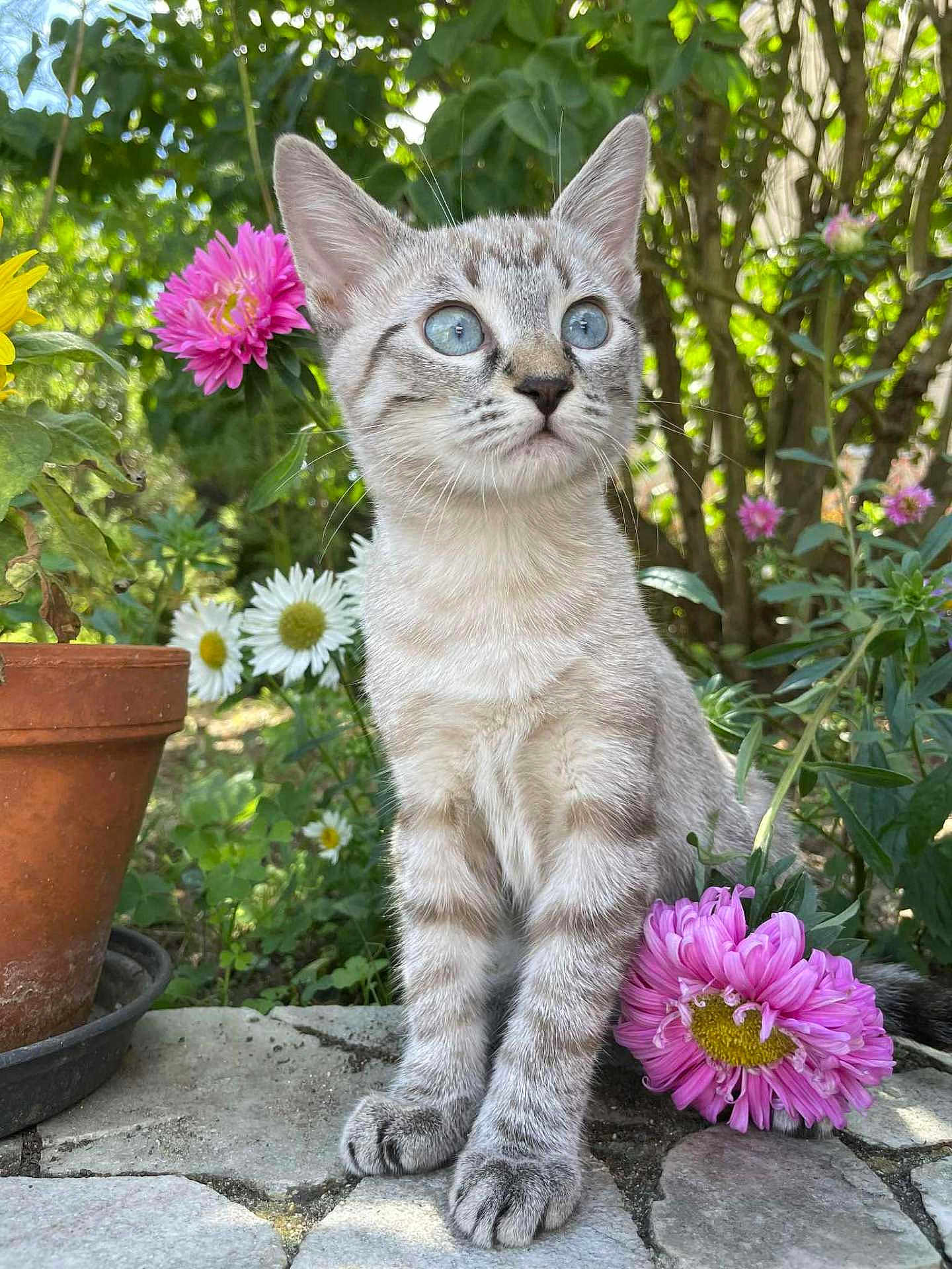 Skye participe au concours pour gagner de l'argent avec cette photo : kitten, cat, blue_eyes, flower, pink_flower, white_flower, garden, plants, greenery, pot, terracotta_pot, outdoor, nature, sunlight, stone_path, pets, animal, cute, feline, young