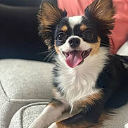 Pancho is registered to the contest to win money with this photo: animal, black_and_white, brown, canine, chihuahua, closeup, couch, cute, dog, domestic, ears, fur, furniture, happy, indoor, pet, portrait, relaxed, smiling, tongue_out