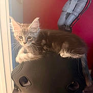 Maximus is registered to the contest to win money with this photo: kittens, cats, feline, pet, animal, kitten, sleeping, sitting, tabby, gray_cat, fluffy, whiskers, ears, eyes, office_chair, indoors, home, portrait, nap, cute