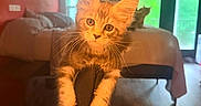Maximus is registered to the contest to win money with this photo: cat, kitten, orange_cat, fluffy, furry, long_hair, whiskers, ears, eyes, paws, sitting, perched, chair, indoor, living_room, sofa, windows, wood_floor, portrait, pet