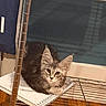 Maximus is registered to the contest to win money with this photo: cat, kitten, fluffy, long_hair, gray, brown, animal, pet, feline, face, eyes, ears, whiskers, sitting, indoors, shelving, notebook, blanket, wood_floor, portrait