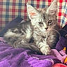 Maximus joined the competition — help win amazing prizes! cat, kitten, gray_fur, fluffy, longhaired, whiskers, ears, eyes, animal, pet, indoors, blanket, bed, cushion, colorful, purple, red, patterned, sitting, portrait