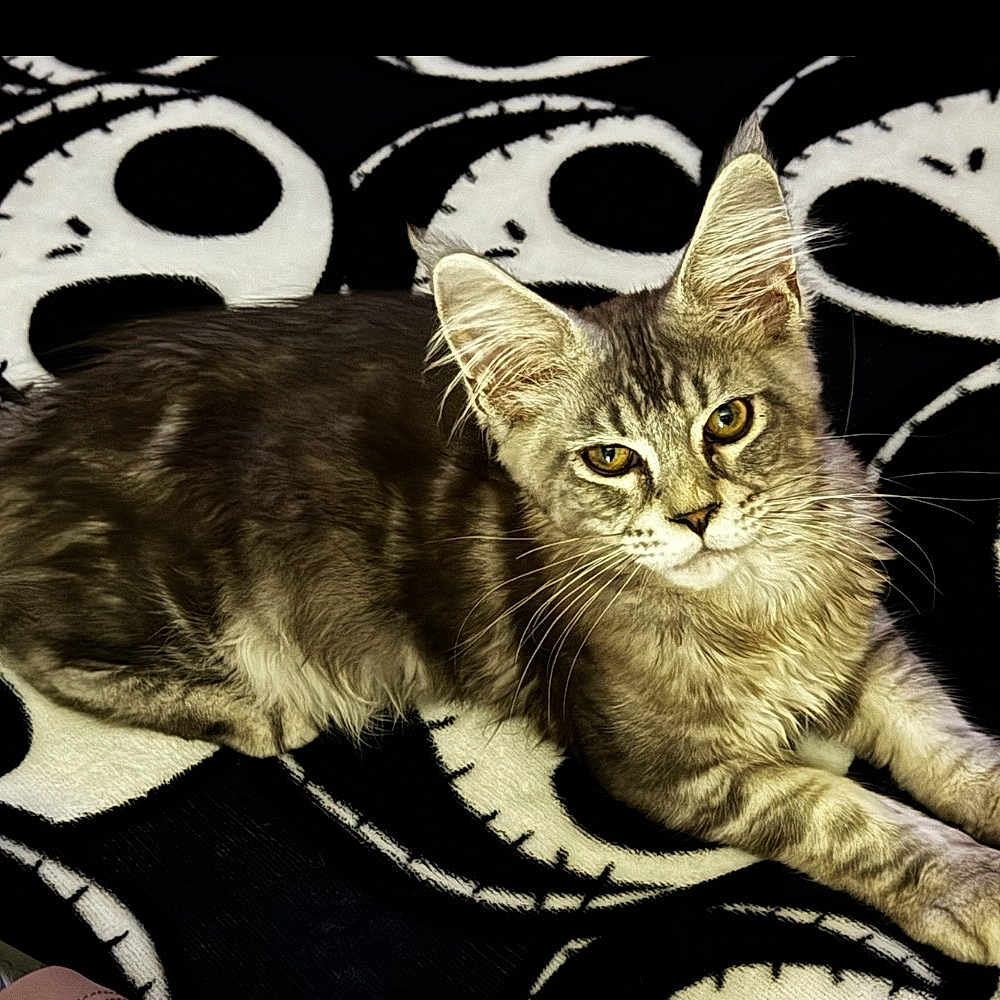 Maximus