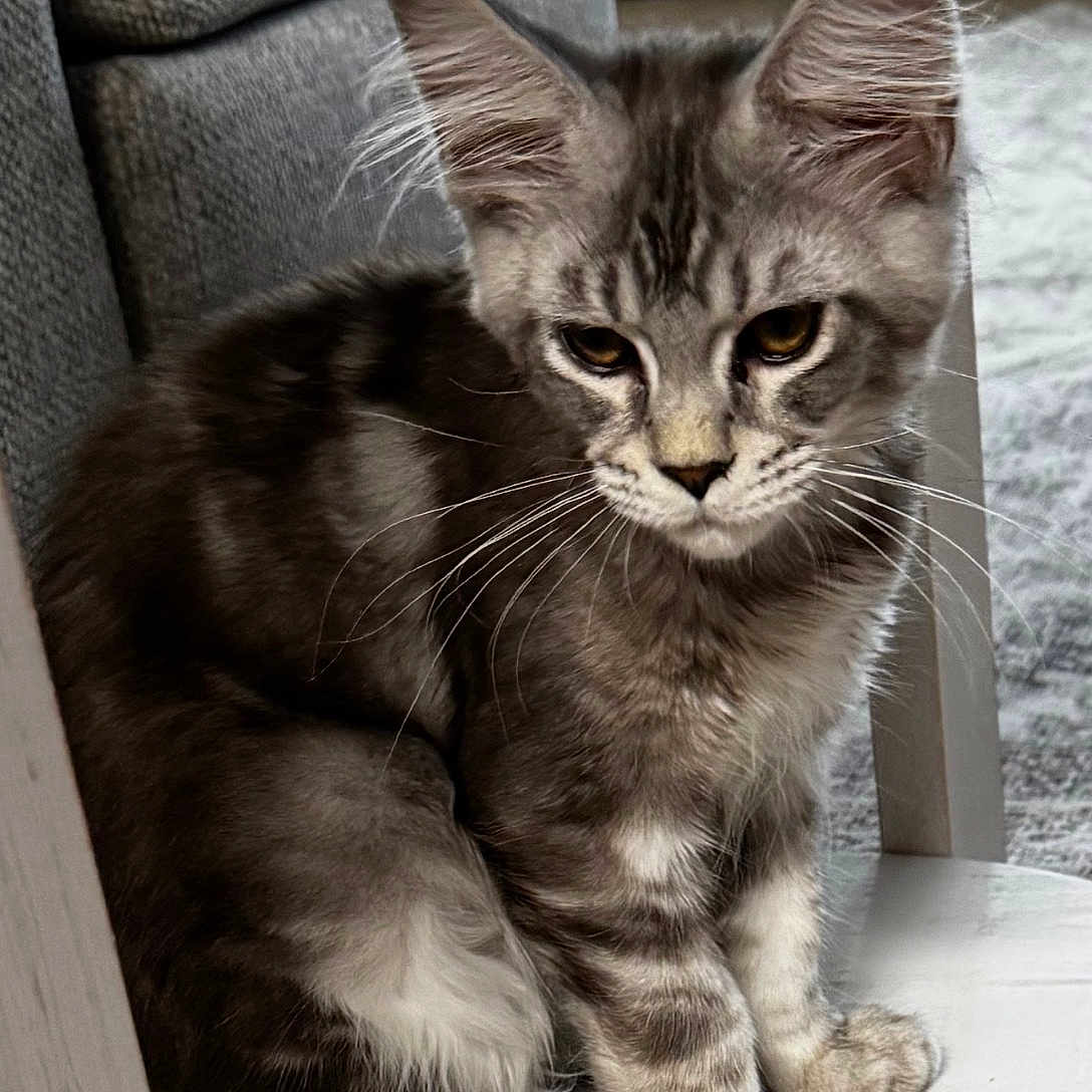 Maximus