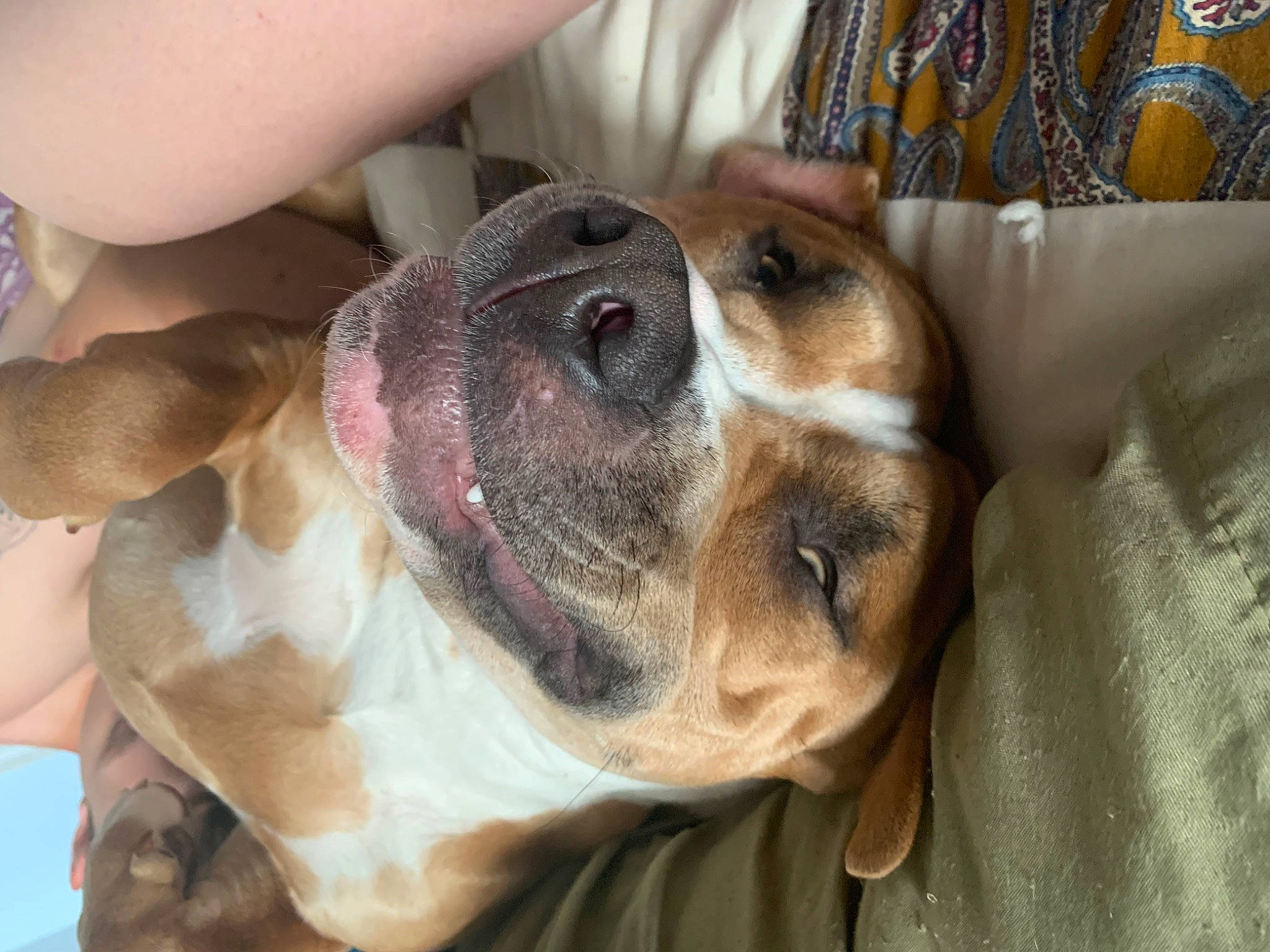 Thor is registered to the contest to win money with this photo: canidae, carnivore, collar, companion_dog, dog, dog_breed, ear, fawn, fur, non_sporting_group, paw, plaid, puppy_love, scent_hound, snout, sporting_group, whiskers, working_animal, working_dog, wrinkle