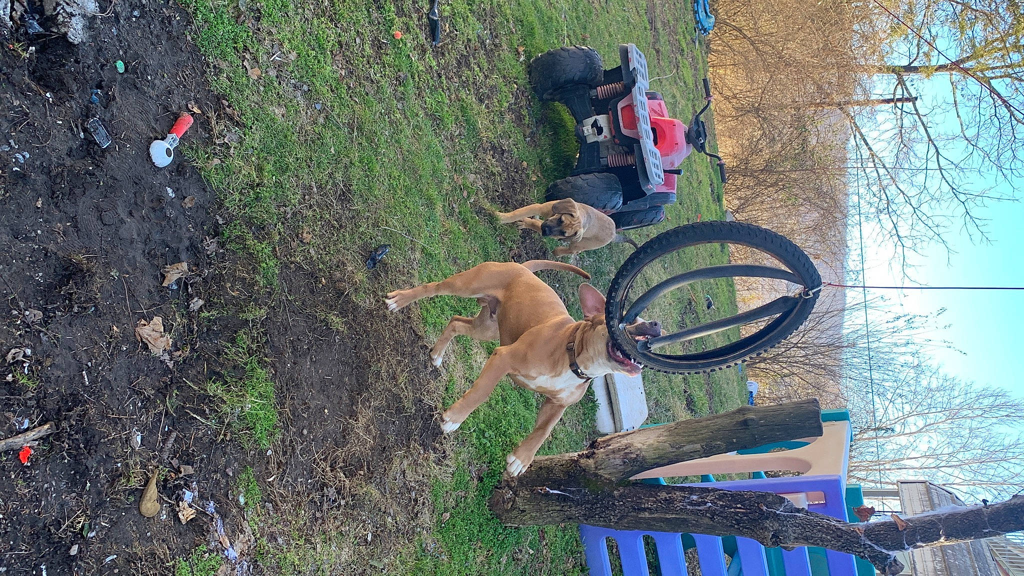 Thor joined the competition — help win amazing prizes! bicycle_fork, bicycle_handlebar, bicycle_tire, bicycle_wheel, fawn, grass, leisure, plant, recreation, sculpture, sky, soil, sporting_group, tail, tire, tree, vehicle, wheel, wood, working_animal