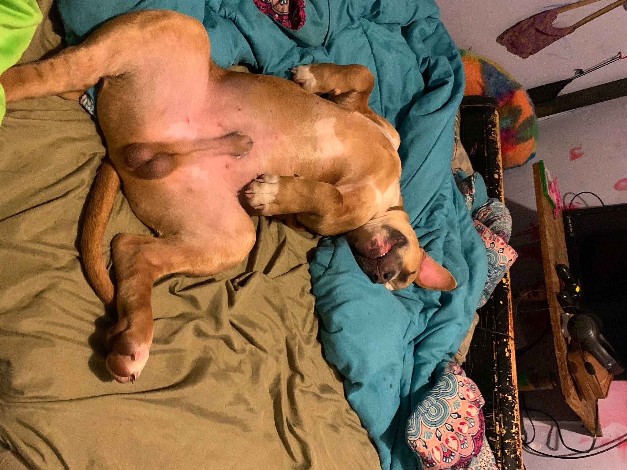 Thor joined the competition — help win amazing prizes! abdomen, adventure, art, bag, barechested, chest, comfort, elbow, event, fashion_design, flesh, fun, fur, human_leg, knee, luggage_and_bags, room, thigh, trunk, wrist