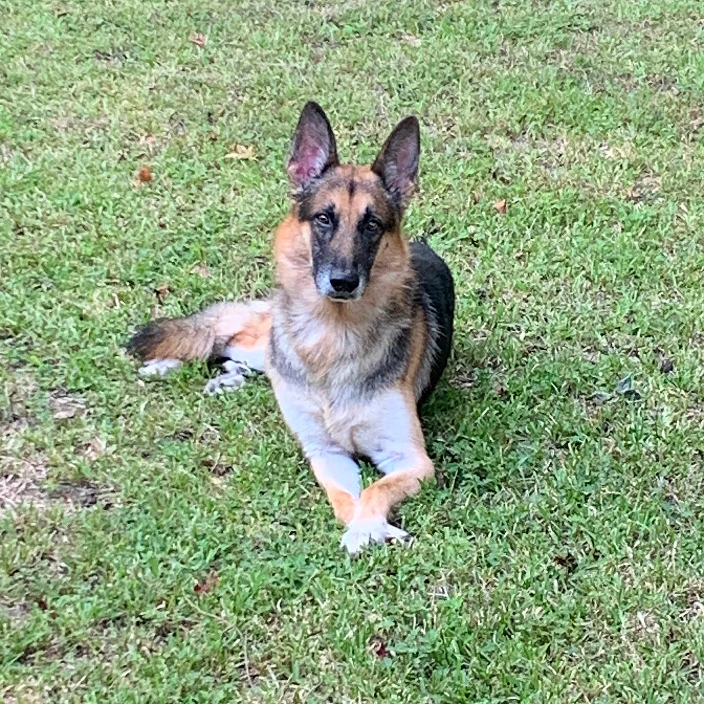 Max is registered to the contest to win money with this photo: animal, canine, crossed_paws, daylight, dog, ears, friendly, fur, german_shepherd, grass, greenery, laying_down, mammal, nature, outdoor, pet, portrait, quiet, relaxed, watchful