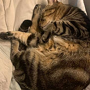 Antar joined the competition — help win amazing prizes! cat, tabby_cat, sleeping, curled_up, feline, pet, animal, striped_fur, cozy, resting, paw, fur, whiskers, indoor, blanket, soft, cute, domestic_cat, relaxed, nap