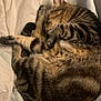 cat, tabby_cat, sleeping, curled_up, feline, pet, animal, striped_fur, cozy, resting, paw, fur, whiskers, indoor, blanket, soft, cute, domestic_cat, relaxed, nap