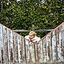 blond_hair, casual_clothing, child, curious, daylight, fence, gravel, greenery, heart_shape, leaves, nature, outdoor, person, playful, portrait, rustic, smiling, toddler, wooden_fence, young_child