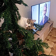 Iris participe au concours pour gagner de l'argent avec cette photo : animal, cat, christmas_tree, curious, cute, decor, entertainment, face, fluffy, furniture, greenery, home, houseplant, indoor, living_room, looking, pet, tabby_cat, television, wooden_floor