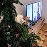 animal, cat, christmas_tree, curious, cute, decor, entertainment, face, fluffy, furniture, greenery, home, houseplant, indoor, living_room, looking, pet, tabby_cat, television, wooden_floor