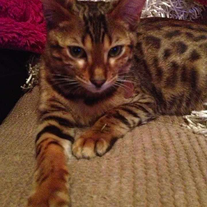 Phoenix is registered to the contest to win money with this photo: