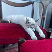 Nikki a rejoint le concours — aidez-le/la à gagner de superbes lots ! calm, cat, chair, closeup, cozy, domestic_animal, fur, furniture, gray_cat, household, indoor, paws, pet, red_cushion, relaxing, resting, sleeping, stretching, white_cat, wooden_chair