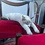 calm, cat, chair, closeup, cozy, domestic_animal, fur, furniture, gray_cat, household, indoor, paws, pet, red_cushion, relaxing, resting, sleeping, stretching, white_cat, wooden_chair