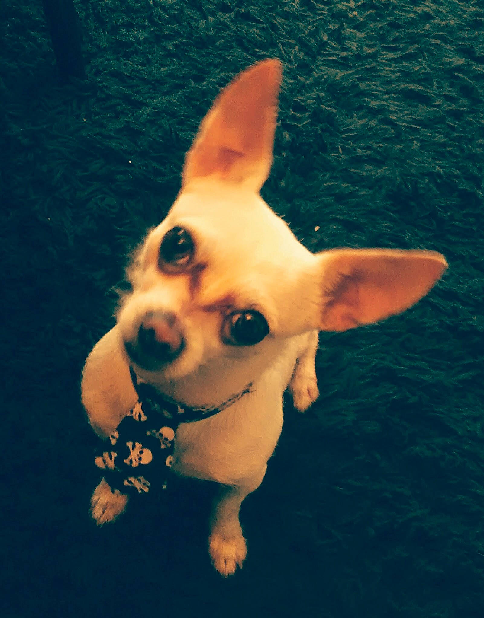 Cuzzy joined the competition — help win amazing prizes! canidae, carnivore, chihuahua, companion_dog, dog, dog_breed, dog_supply, ear, fawn, grass, happy, human_body, plant, snout, sporting_group, tail, toy_dog, water, whiskers, working_animal