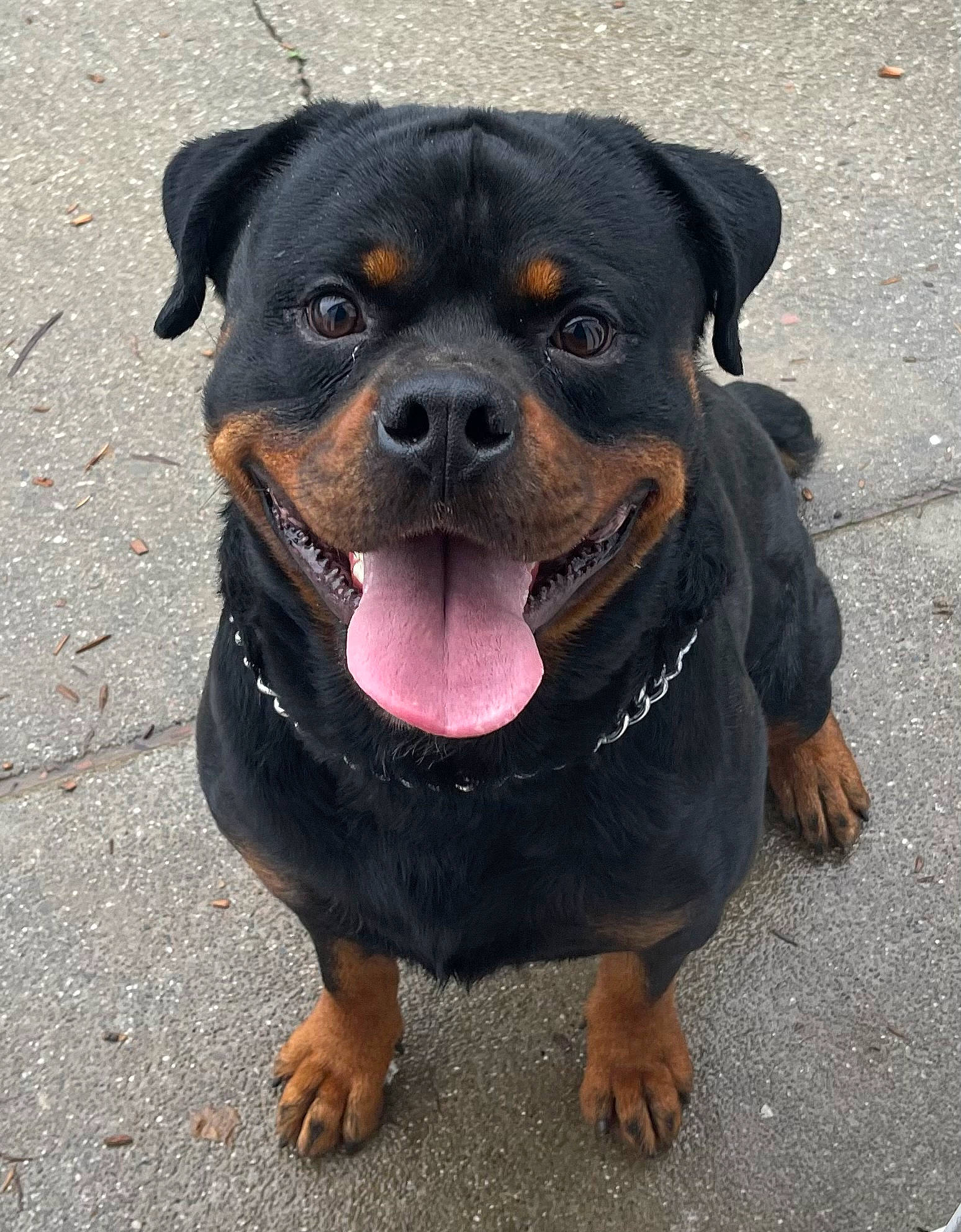 Cain is registered to the contest to win money with this photo: canidae, carnivore, collar, companion_dog, dog, dog_breed, eye, fawn, fur, guard_dog, hunting_dog, paw, plant, rottweiler, smile, snout, sporting_group, terrestrial_animal, working_animal, working_dog