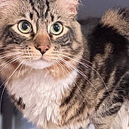 Bean is registered to the contest to win money with this photo: cat, tabby, whiskers, fluffy, fur, closeup, pet, animal, curious, eyes, face, portrait, indoor, feline, cute, mammal, tabby_cat, domestic_animal, soft_light, close_up