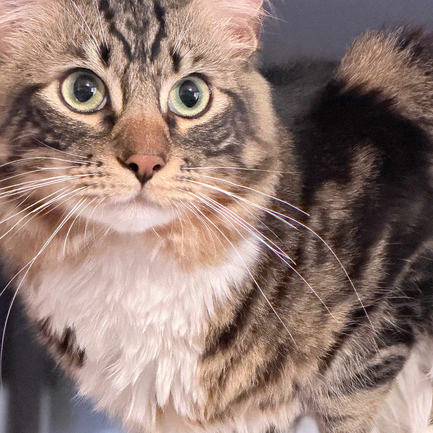 Bean is registered to the contest to win money with this photo: cat, tabby, whiskers, fluffy, fur, closeup, pet, animal, curious, eyes, face, portrait, indoor, feline, cute, mammal, tabby_cat, domestic_animal, soft_light, close_up