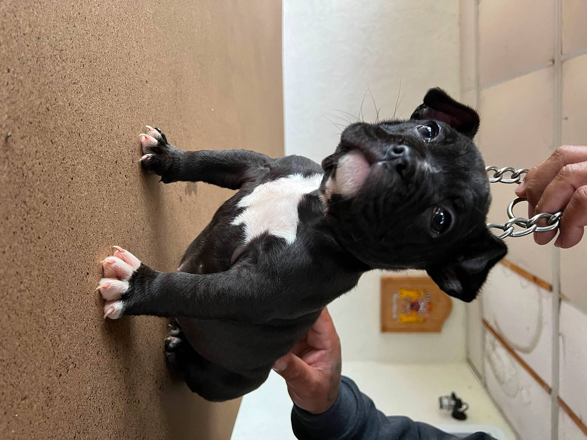 Midnight joined the competition — help win amazing prizes! arm, boston_terrier, canidae, carnivore, companion_dog, dog, dog_breed, ear, fawn, fur, gesture, hand, personal_protective_equipment, snout, sporting_group, tail, thumb, whiskers, working_animal, wrist