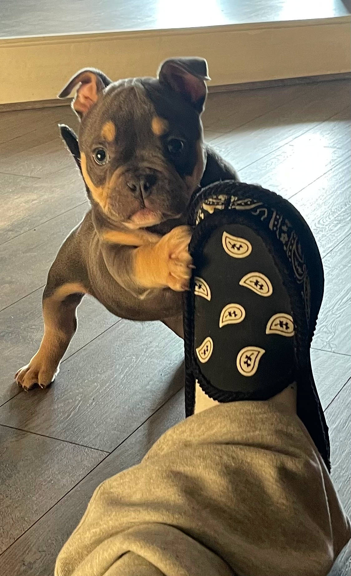 Blu joined the competition — help win amazing prizes! bulldog, canidae, carnivore, collar, comfort, companion_dog, dog, dog_breed, dog_collar, ear, fawn, french_bulldog, fur, personal_protective_equipment, sleeve, snout, sporting_group, toy_dog, whiskers, working_animal