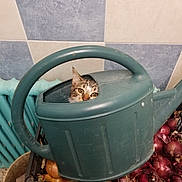 Poupouille participe au concours pour gagner de l'argent avec cette photo : cat, watering_can, onions, crate, tile_wall, radiator, curious, indoor, pet, tabby, peeking, green, container, vegetables, household, domestic, funny, animal, closeup, background