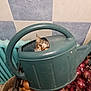cat, watering_can, onions, crate, tile_wall, radiator, curious, indoor, pet, tabby, peeking, green, container, vegetables, household, domestic, funny, animal, closeup, background