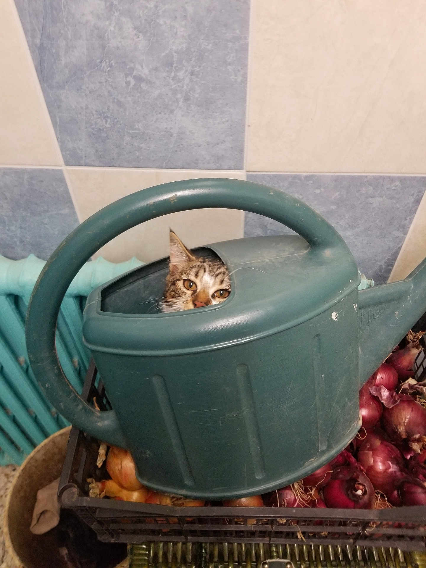Poupouille participe au concours pour gagner de l'argent avec cette photo : cat, watering_can, onions, crate, tile_wall, radiator, curious, indoor, pet, tabby, peeking, green, container, vegetables, household, domestic, funny, animal, closeup, background