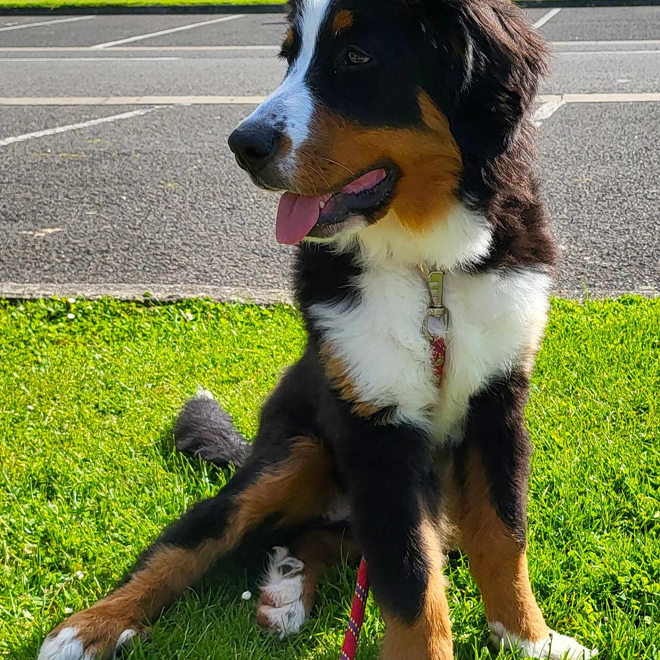 Roxane a rejoint le concours — aidez-le/la à gagner de superbes lots ! accessories, animal, ball, canine, dog, grass, lawn, leash, nature, outdoors, park, pet, plant, puppy, sport, strap, tennis, tennisball, tree, vegetation
