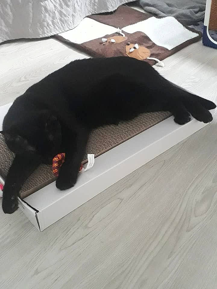 Baguera a rejoint le concours — aidez-le/la à gagner de superbes lots ! black, black_cat, canidae, carnivore, companion_dog, dog_breed, floor, flooring, fur, hardwood, laminate_flooring, sporting_group, tail, wood