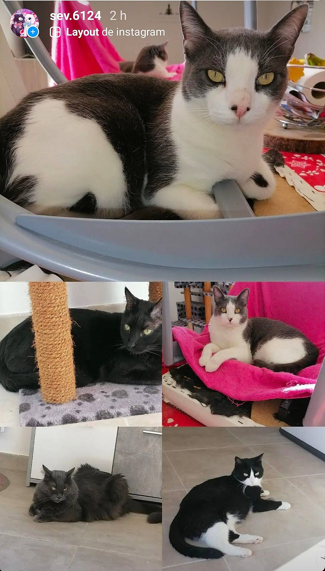 Orion Baguera Angel Chipie Isis