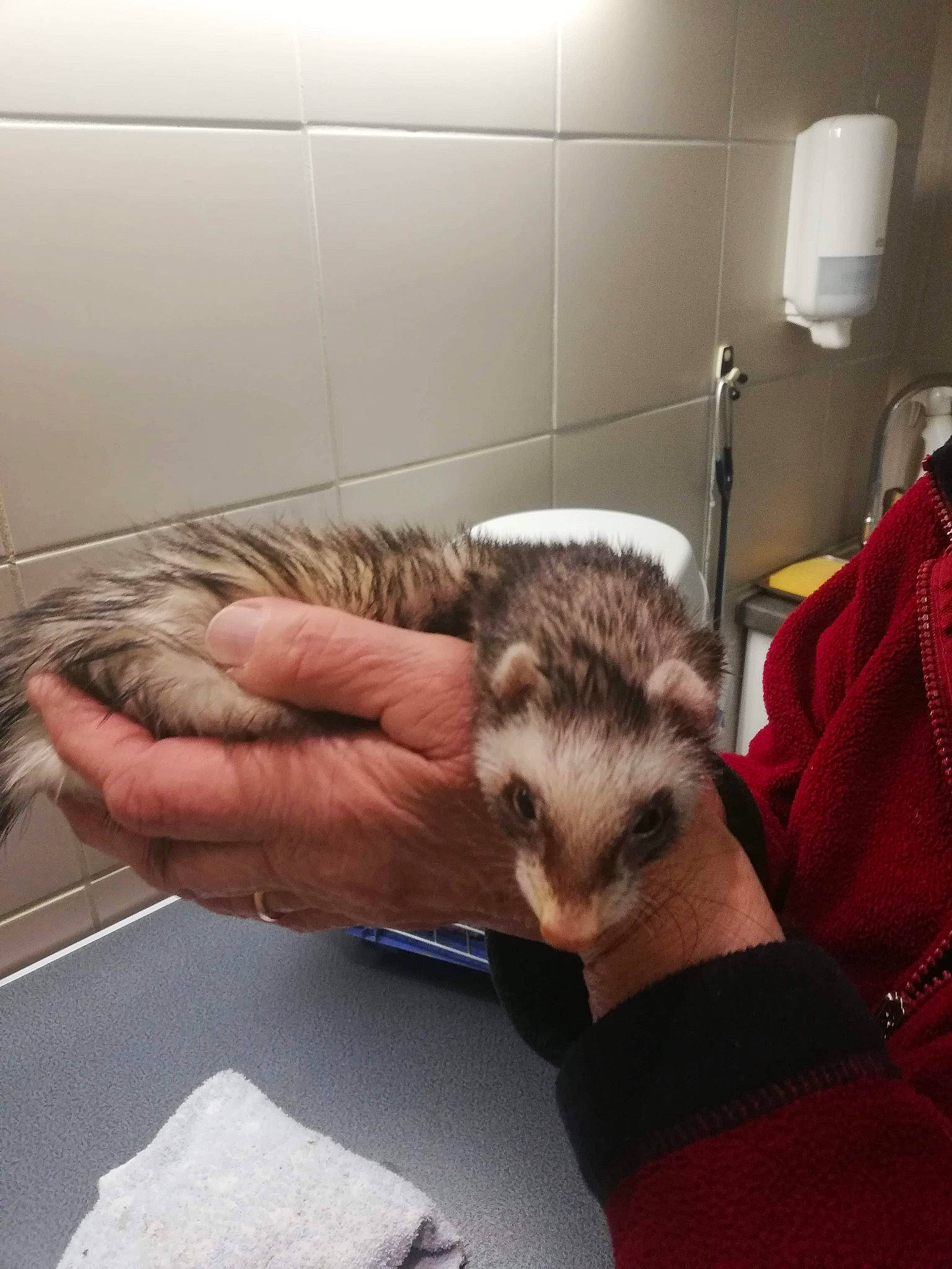 Nola a rejoint le concours — aidez-le/la à gagner de superbes lots ! badger, black_footed_ferret, carnivore, ferret, finger, hand, hedgehog, marsupial, mustelidae, mustelinae, polecat, procyonidae