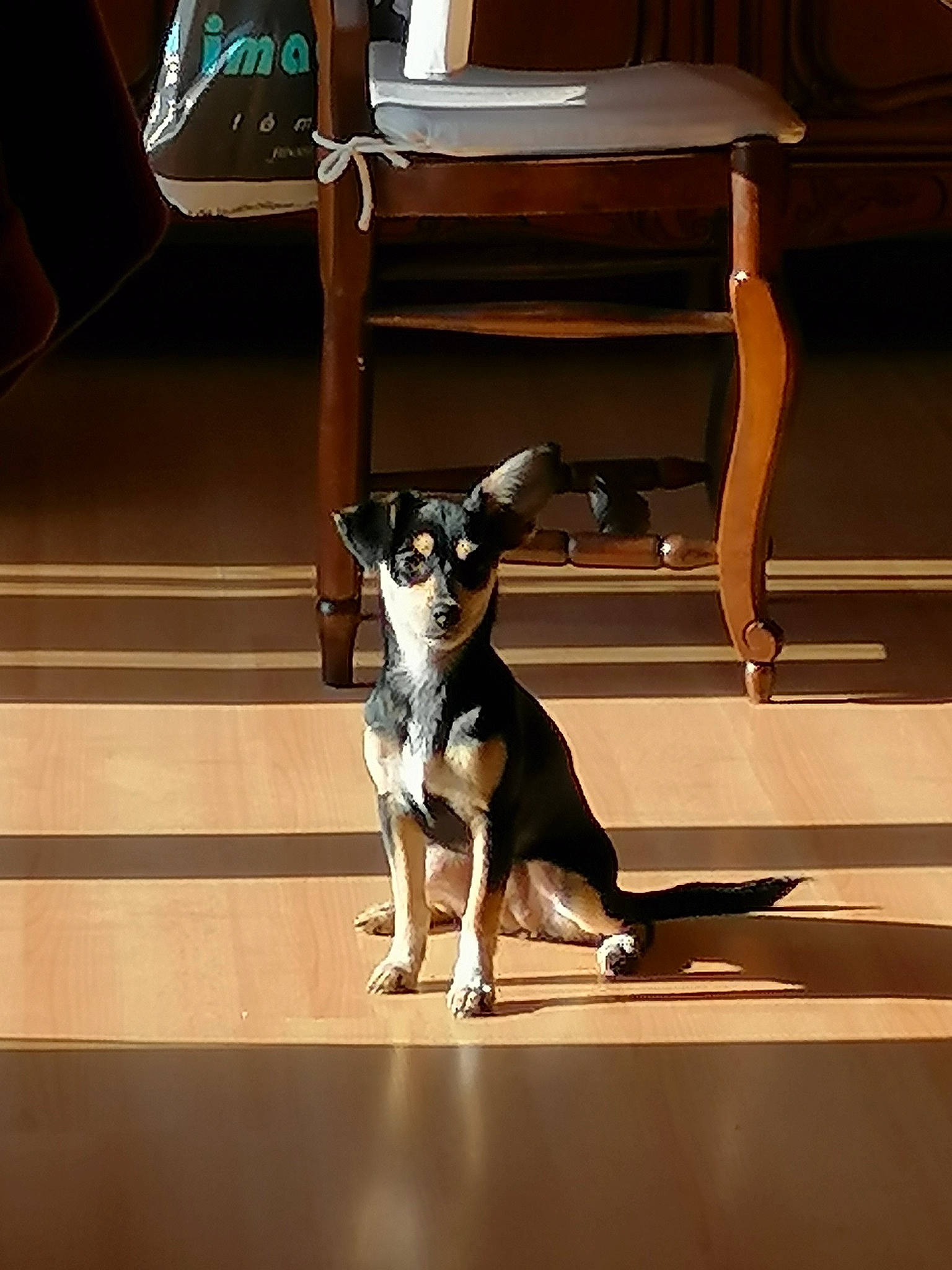 Nutella participe au concours pour gagner de l'argent avec cette photo : canidae, carnivore, chihuahua, companion_dog, dog, dog_breed, english_toy_terrier, feist, floor, mammal, miniature_fox_terrier, prazsky_krysarik, puppy, rat_terrier, ratonero_bodeguero_andaluz, russkiy_toy, snout, sporting_group, toy_dog, toy_fox_terrier