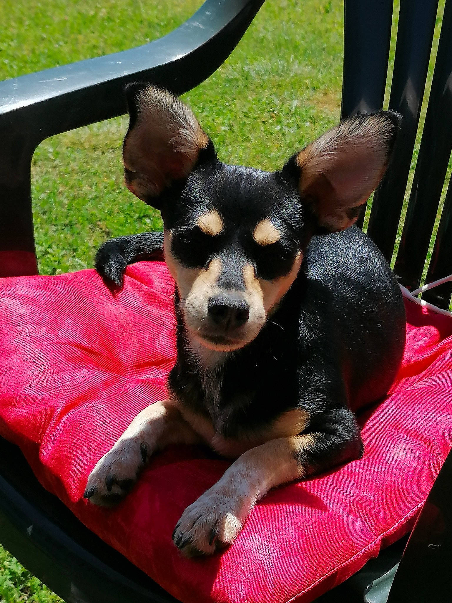 Nutella a rejoint le concours — aidez-le/la à gagner de superbes lots ! australian_kelpie, canidae, carnivore, companion_dog, dog, dog_breed, english_toy_terrier, german_pinscher, lancashire_heeler, mammal, miniature_pinscher, pinscher, prazsky_krysarik, puppy, russkiy_toy, snout, toy_dog, toy_fox_terrier, vertebrate