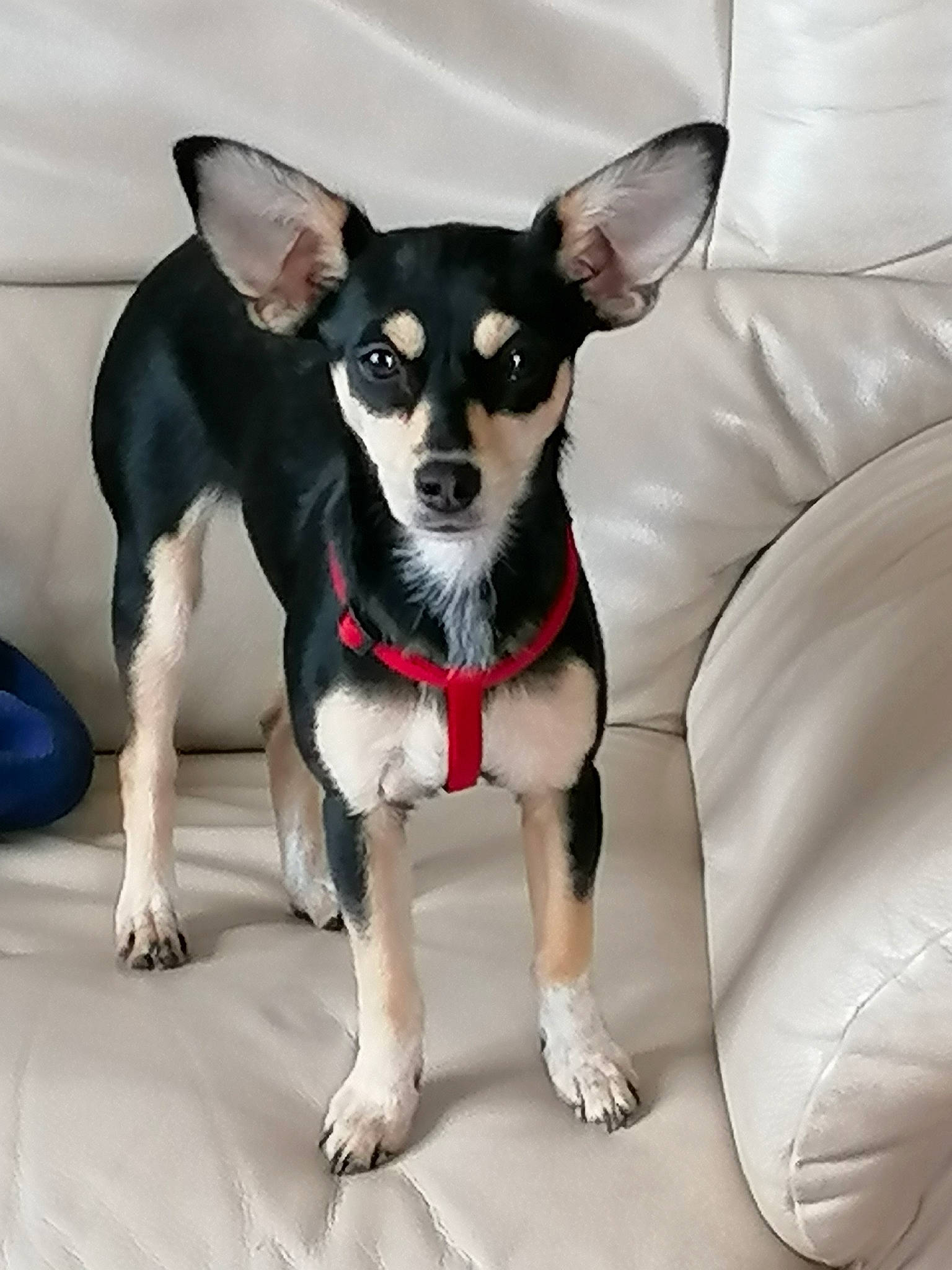 Nutella participe au concours pour gagner de l'argent avec cette photo : canidae, carnivore, chihuahua, companion_dog, corgi_chihuahua, dog, dog_breed, feist, mammal, miniature_fox_terrier, puppy, rare_breed_dog, rat_terrier, snout, sporting_group, teddy_roosevelt_terrier, tenterfield_terrier, toy_dog, toy_fox_terrier, vertebrate