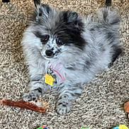 Triscuit is registered to the contest to win money with this photo: animal, ball, canine, cat, cockerspaniel, dog, eskimodog, face, head, indoors, interiordesign, papillon, person, pet, photography, plant, puppy, sport, tennis, tennisball