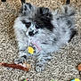 animal, ball, canine, cat, cockerspaniel, dog, eskimodog, face, head, indoors, interiordesign, papillon, person, pet, photography, plant, puppy, sport, tennis, tennisball